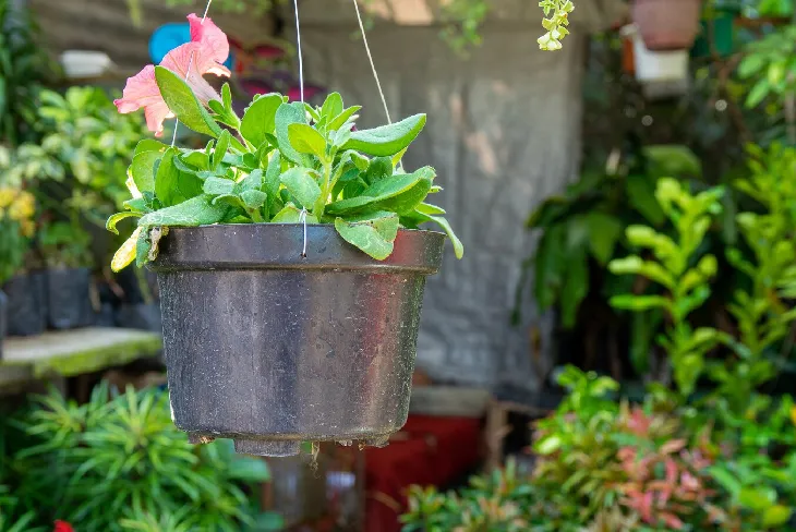 15 Beautiful & Low Maintenance Container Gardening Plants - Outdoor Living - Homedecortoday Image of , Outdoor Living, on Homedecortoday.