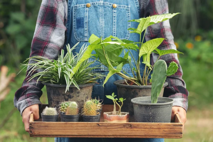 Colorful container gardening plants thriving in terracotta pots on a sunny balcony