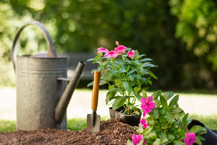 15 Beautiful & Low Maintenance Container Gardening Plants - Outdoor Living - Homedecortoday Image of , Outdoor Living, on Homedecortoday.