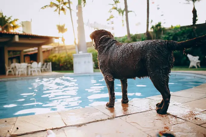 Description of the backyard pool