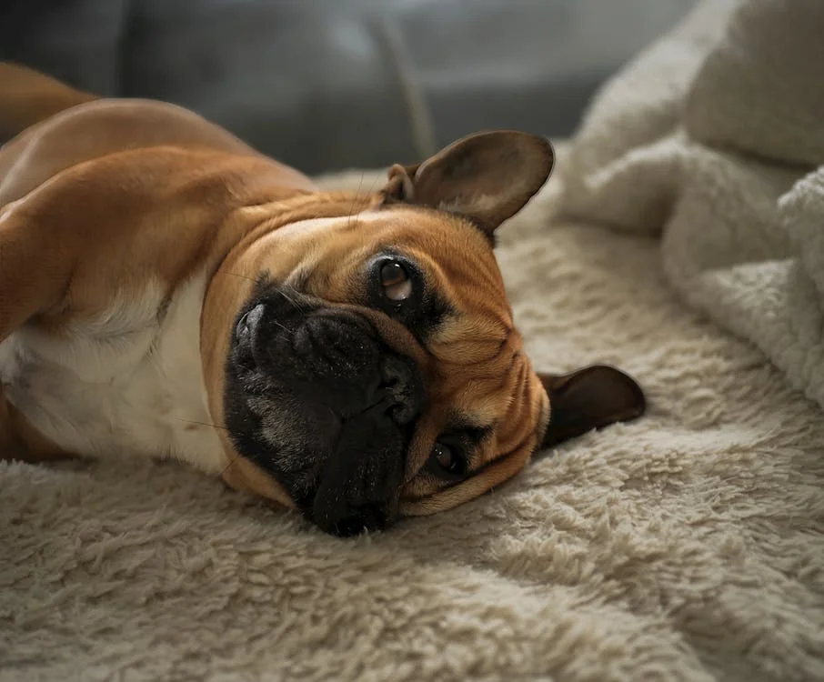 Smart Additions That Make Your Home More Comfortable for Your Dog - Featured - Homedecortoday French Bulldog resting on a blanket in a comfortable home for your dog