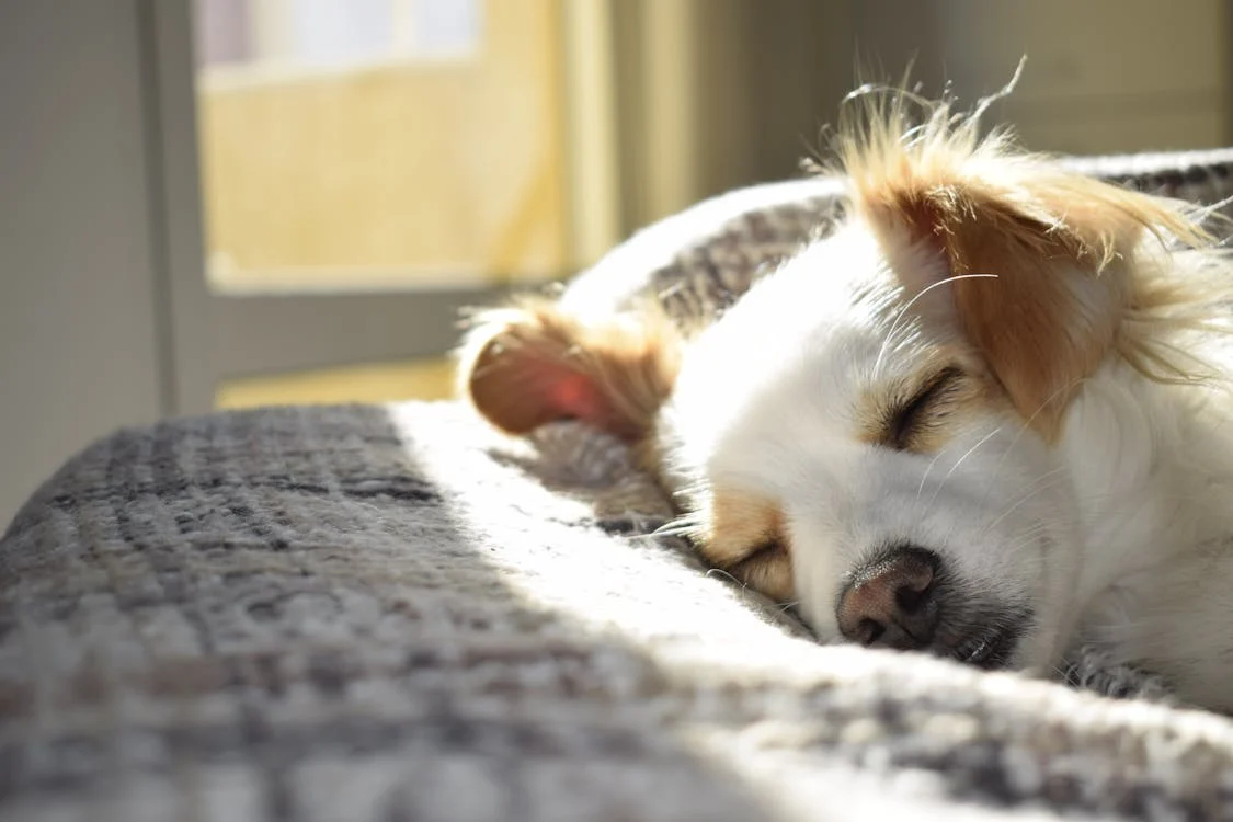 Smart Additions That Make Your Home More Comfortable for Your Dog - Featured - Homedecortoday Dog sleeping peacefully in a cozy space designed for a comfortable home for your dog