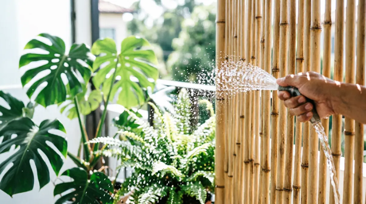 Misting a bamboo privacy screen to cool the patio using simple evaporative cooling.