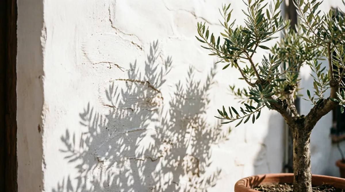 A white lime-washed patio wall that helps reflect heat and keep the outdoor space cool.